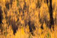 Tamarack Trees- vertical pano motion
