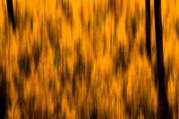 Tamarack Trees- vertical pano motion