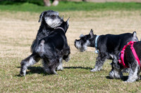 Igor, ??, Laci, and ??