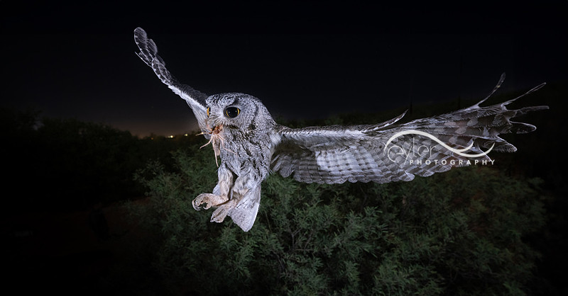 Screech Owl with sun spider