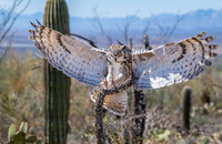 Great Horned Owl