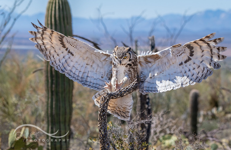 Great Horned Owl