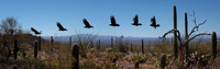 Chihuahuan Raven (composite)
