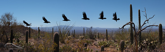 Chihuahuan Raven (composite)