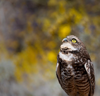 Burrowing Owl