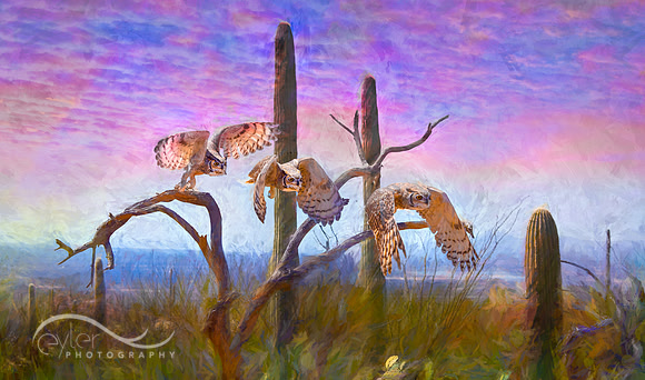Great Horned Owls