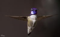 Costa's Hummingbird