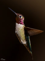 Anna's Hummingbird