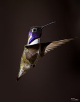 Costa's Hummingbird