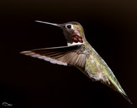 Anna's Hummingbird