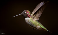 Anna's Hummingbird