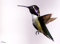 Costa's Hummingbird