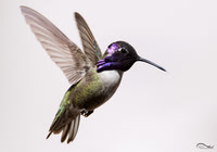 Costa's Hummingbird