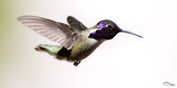 Costa's Hummingbird