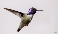 Hummingbirds in Tucson