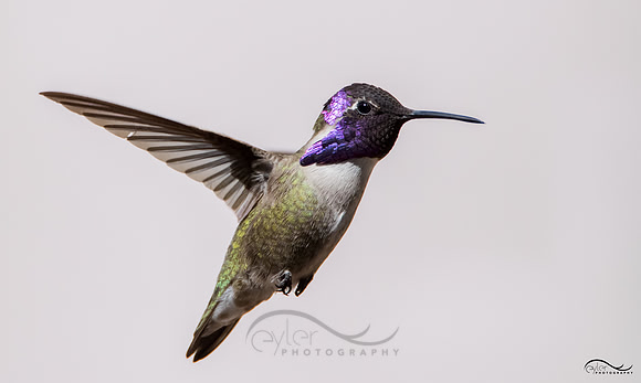 Costa's Hummingbird