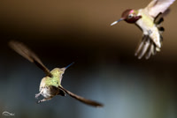 Dueling Hummingbirds