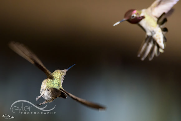Dueling Hummingbirds