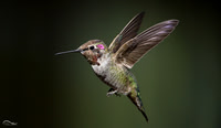 Hummingbird