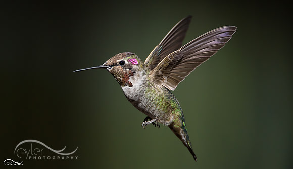 Hummingbird