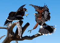 Harris Hawks