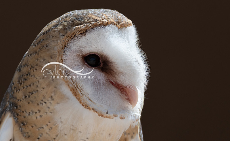 Barn Owl