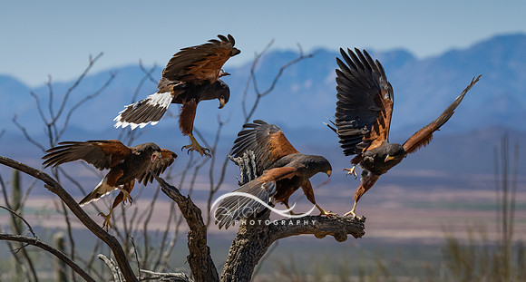 Harris Hawks