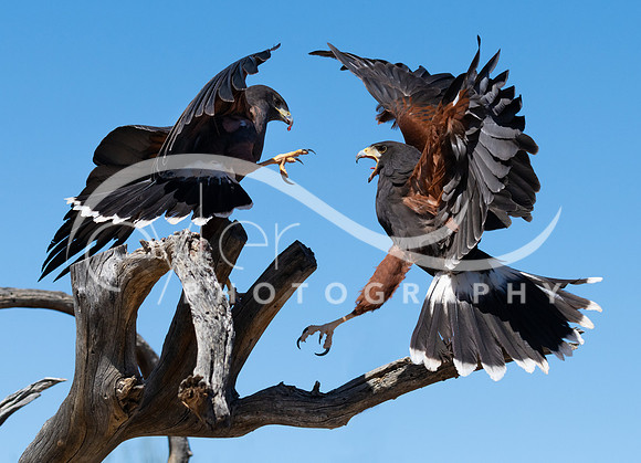 Harris Hawks