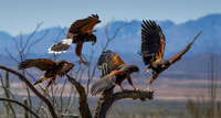 Harris Hawks