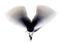 Black Throated Magpie Jay