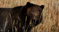 Grizzly Bear in Yellowstone, NP