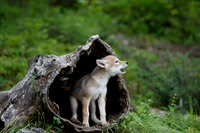 Coyote Pup