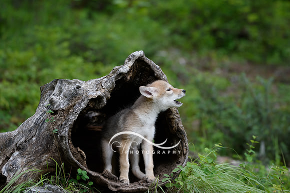 Coyote Pup