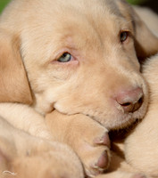 Puppies! Lab mix (@6weeks)
