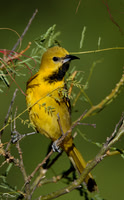 Oriole (female)