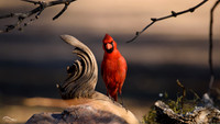 Cardinal (Male)