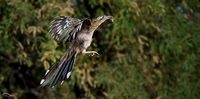 Roadrunner