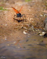 Tarantula Wasp