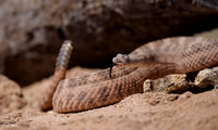 Rattle Snake