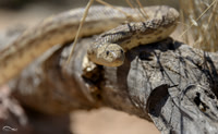Gopher Snake