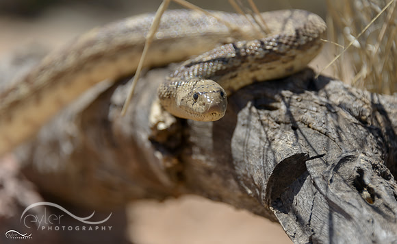 Gopher Snake