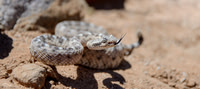 Sidewinder