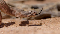 Rattle Snake