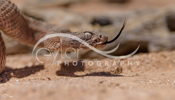 Rattle Snake