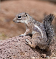 Antelope Squirrel
