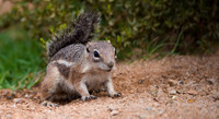 Antelope Squirrel