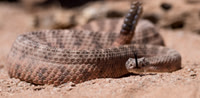 Rattlesnake