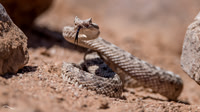 Sidewinder