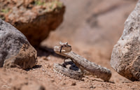 Sidewinder