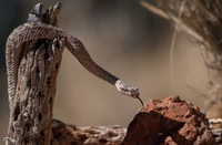 Sidewinder
